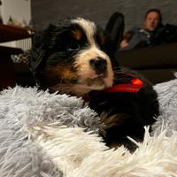 Cuccioli bovaro del bernese