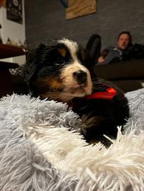 Cuccioli bovaro del bernese