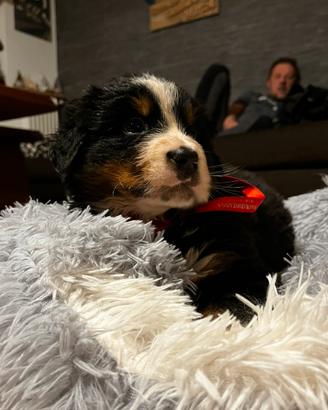 Cuccioli bovaro del bernese