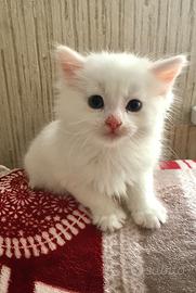 Cuccioli di razza Angora Turco