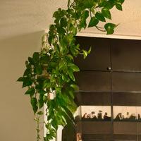 Pothos rami lunghi
