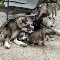 Cucciolo di Alaskan Malamute Alta genealogia