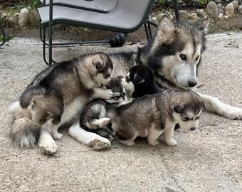 Cucciolo di Alaskan Malamute Alta genealogia