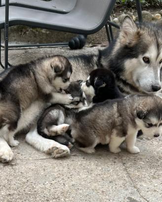 Cucciolo di Alaskan Malamute Alta genealogia