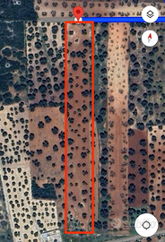 Terreno con Alberi di Ulivo secolari