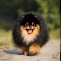 Pomerania ACCOPPIAMENTO volpino spitz BLACK & TAN