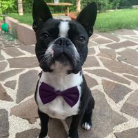 Boston Terrier Maschio in Riproduzione