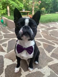 Boston Terrier Maschio in Riproduzione