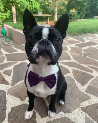 Boston Terrier Maschio in Riproduzione