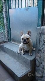 Bulldog Francese
