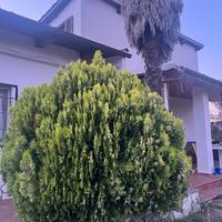 Tuja orientalis, 20 anni, alta 2,40m