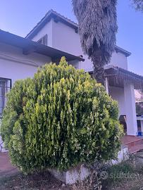 Tuja orientalis, 20 anni, alta 2,40m