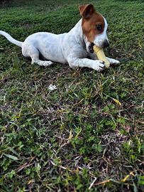 Cucciolo di Jack Russell puro