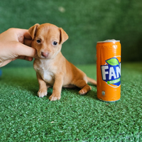 Splendidi cuccioli Incrocio Pinscher Chihuahua