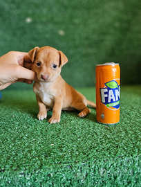 Splendidi cuccioli Incrocio Pinscher Chihuahua