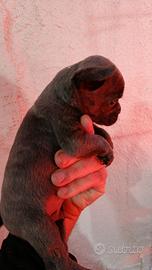 Bulldog francese