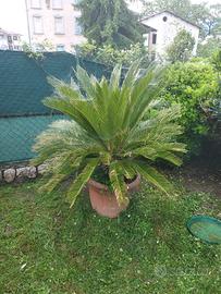 Cycas 