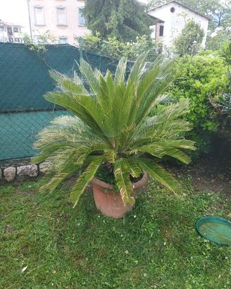 Cycas 