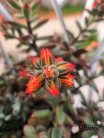 5talee  pulvinata + omaggio