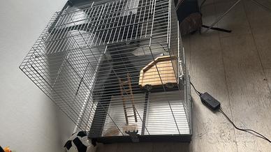 Gabbia uccelli palermo