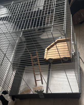 Gabbia uccelli palermo