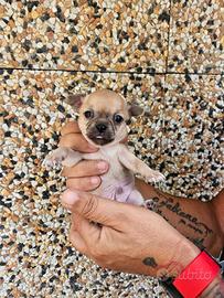 Chihuahua mini Toy genitori visibili