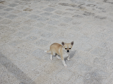 Chihuahua piccolo