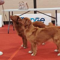 Nova scotia duck tolling retriever toller