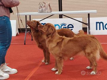 Nova scotia duck tolling retriever toller