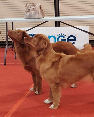 Nova scotia duck tolling retriever toller
