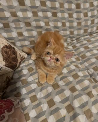 Cuccioli gatto exotic
