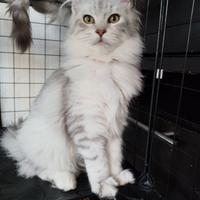 Ultime cucciole di Maine coon Silver shaded line