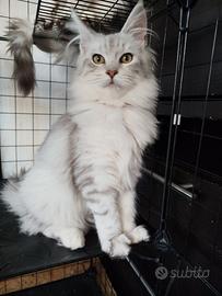 Ultime cucciole di Maine coon Silver shaded line