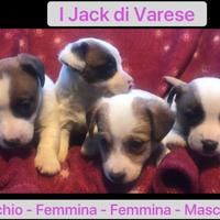 Cuccioli di jack Russell