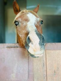 Pony 1.32