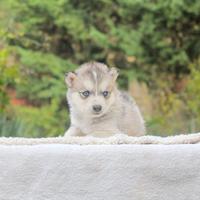Cucciola di Husky