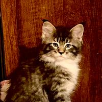 Cucciola MAINE COON