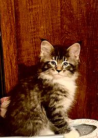 Cucciola MAINE COON