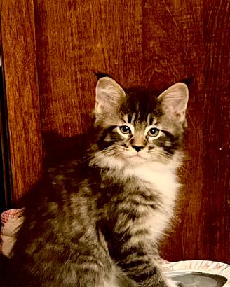 Cucciola MAINE COON