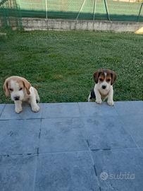 Cuccioli di Beagle