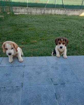 Cuccioli di Beagle