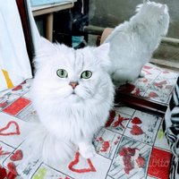 Splendido gatto Maschio Alfa