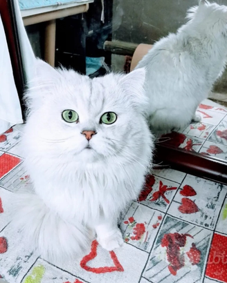 Splendido gatto Maschio Alfa