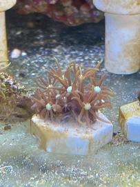 Acquario marino coralli molli