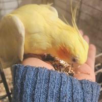 Coppia calopsiti semi allevate