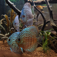Pesci Discus