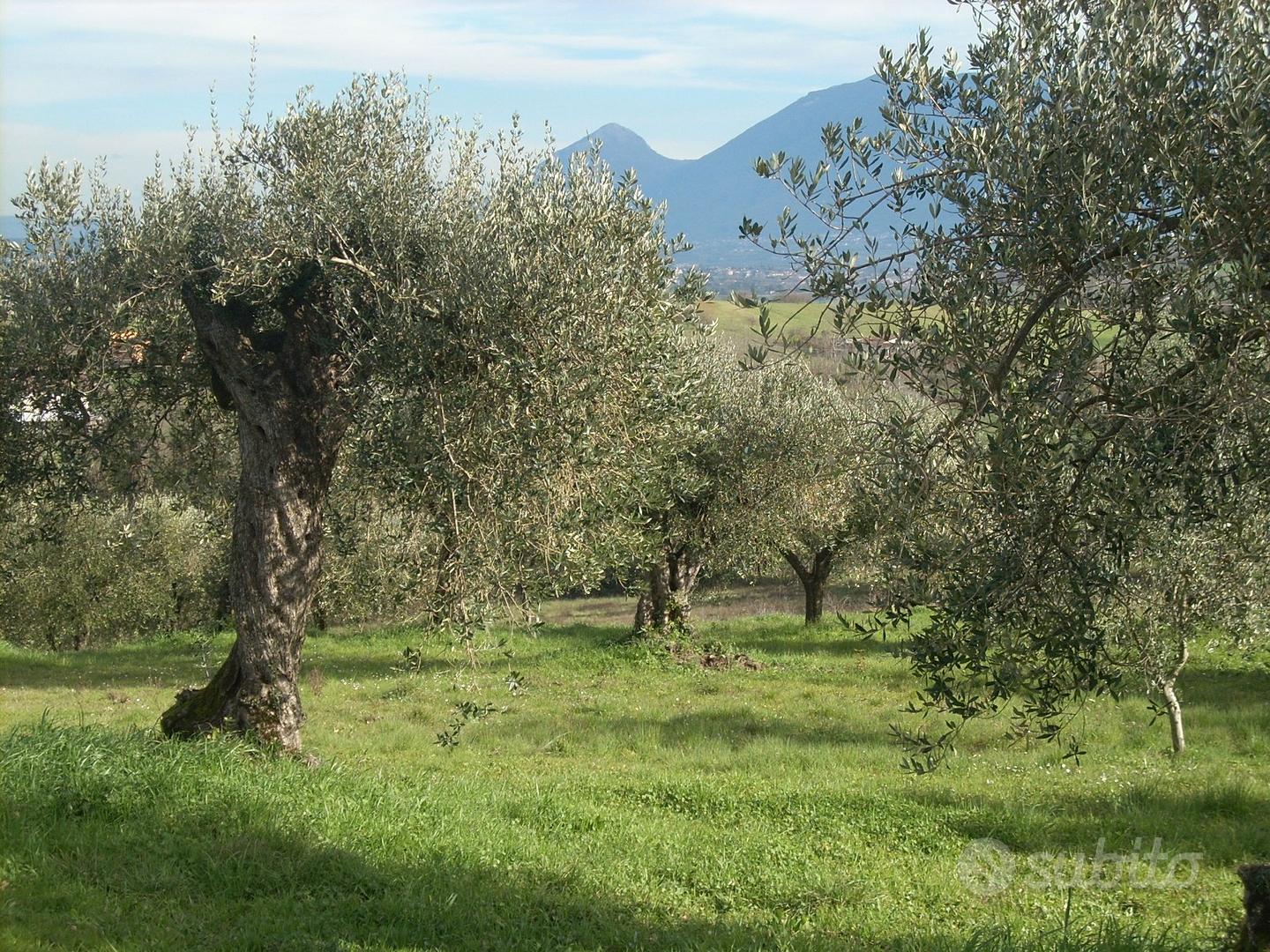Terreno con oliveto - Vista 6
