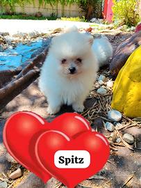 Spitz
