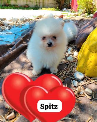 Spitz