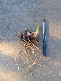 Canna Indica Pretoria 